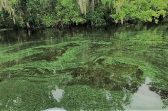 Image of water with Cyanobacteria/Blue-Green Algae floating in it.