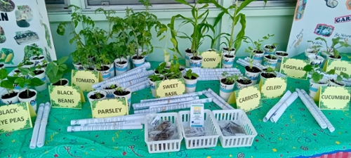 Photograph of vegetable seedlings. There are black-eyed peas, black beans, tomato, parsley, sweet basil, corn, carrots, celery, eggplant, cucumber and beets.